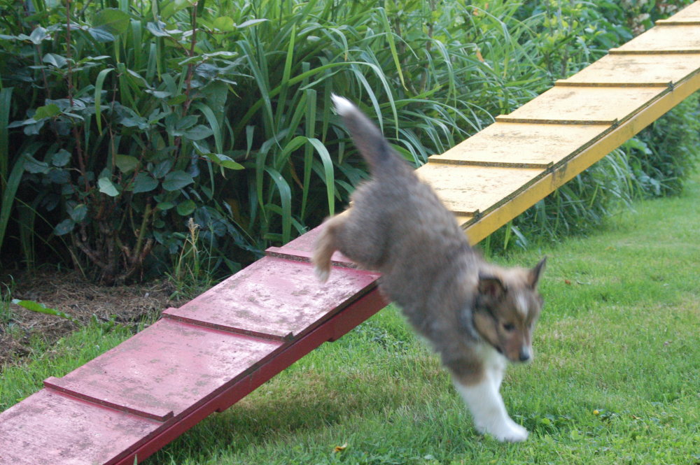 Fidji sautant de la passerelle. Elle y était montée seule.